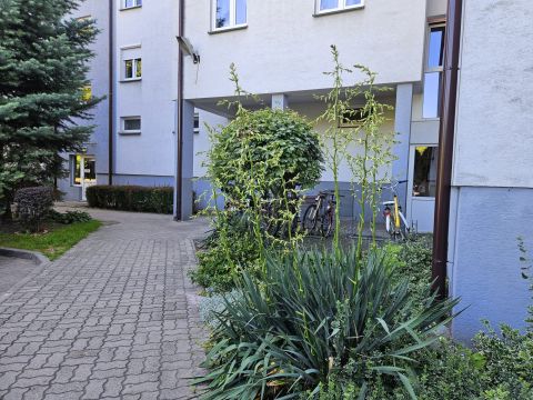 Sprzedaż Mieszkanie Błonie, Siedlce